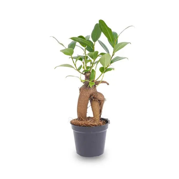 Ficus Ginseng bonsai - Microcarpa -  Potmaat Ø 6 cm  BotanicBridge