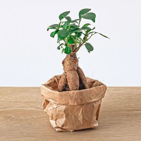 Ficus Ginseng bonsai - Microcarpa -  Potmaat Ø 6 cm  BotanicBridge