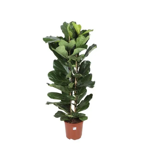 Ficus Lyrata - Ø27cm - ↕140cm  BotanicBridge