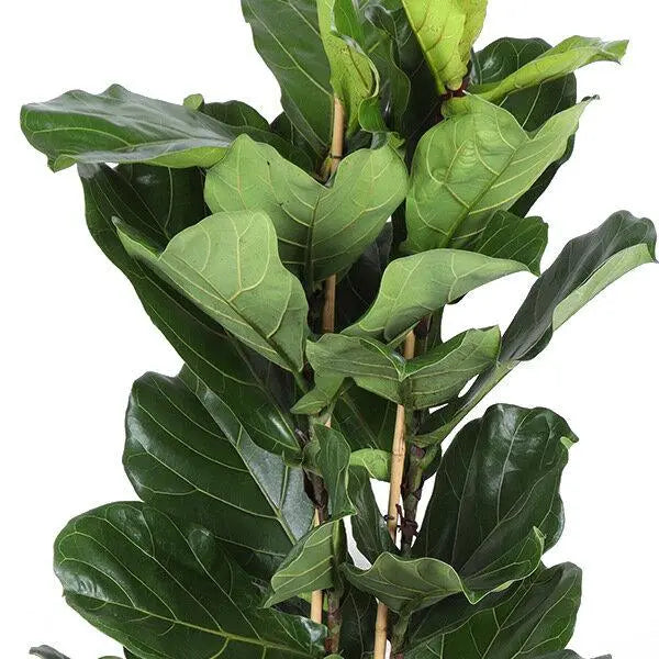 Ficus Lyrata - Ø27cm - ↕140cm  BotanicBridge