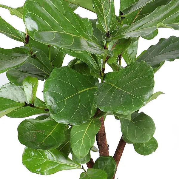 Ficus Lyrata (vertakt) Ø24cm ↕110cm in Era ANTRACIET pot  BotanicBridge