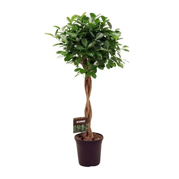 Ficus Micr. Moclame - Ø23cm - ↕110cm  BotanicBridge