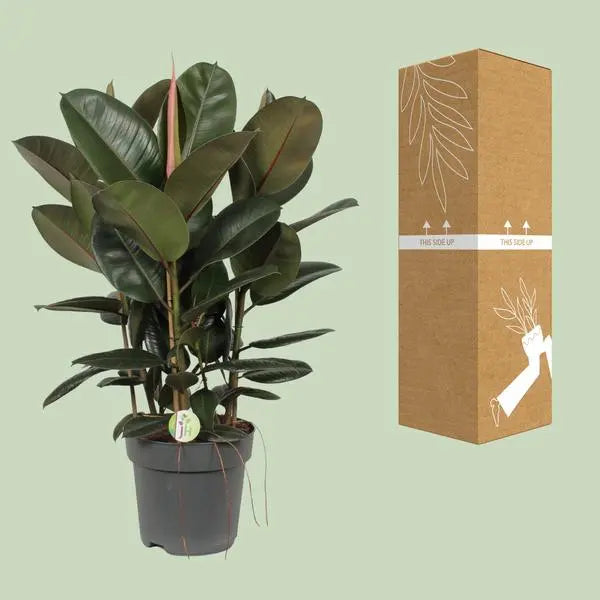 Ficus Robusta - Ø27cm - ↕90cm  BotanicBridge