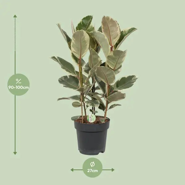 Ficus Tineke - Ø27cm - ↕85cm  BotanicBridge