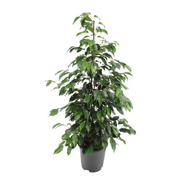 Ficus benjamina Danielle - Ø21cm - ↕95cm  BotanicBridge