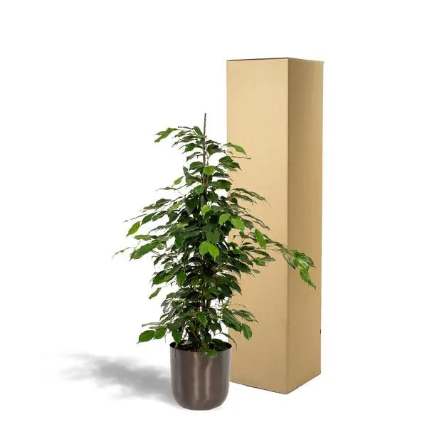 Ficus benjamina Danielle - Ø21cm - ↕95cm + Pot Mayk Lead  BotanicBridge