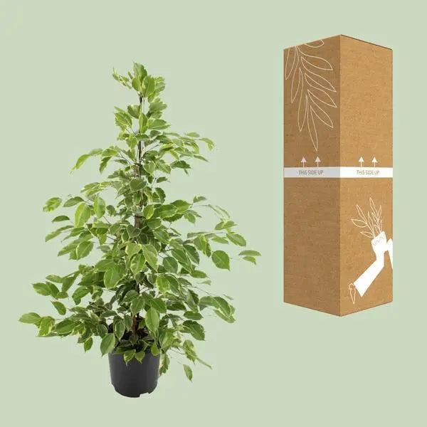 Ficus benjamina Goldenking - Ø21cm - ↕95cm  BotanicBridge