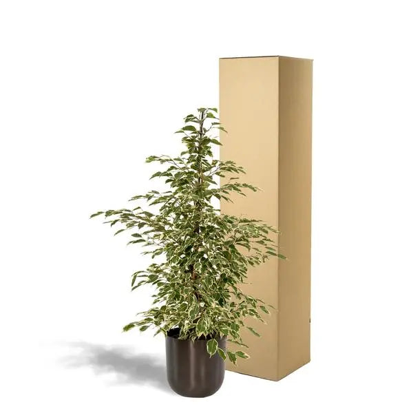 Ficus benjamina Twilight - Ø21cm - ↕95cm + Pot Mayk Lead  BotanicBridge