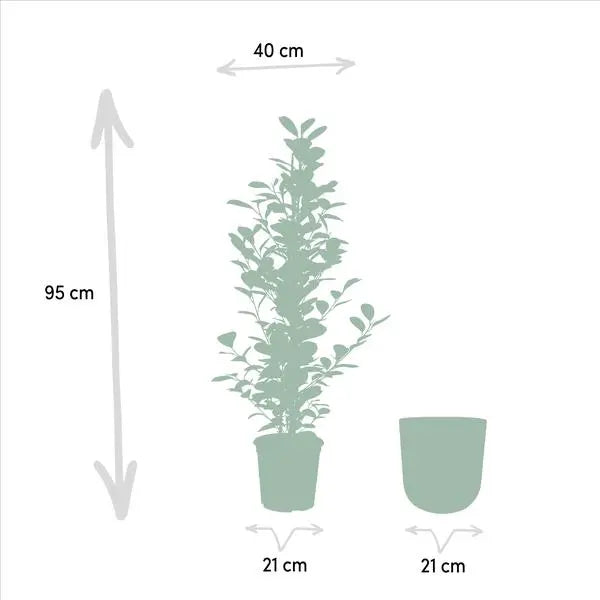 Ficus microcarpa Moclame - Ø21cm - ↕95cm + Pot Mayk Lead  BotanicBridge