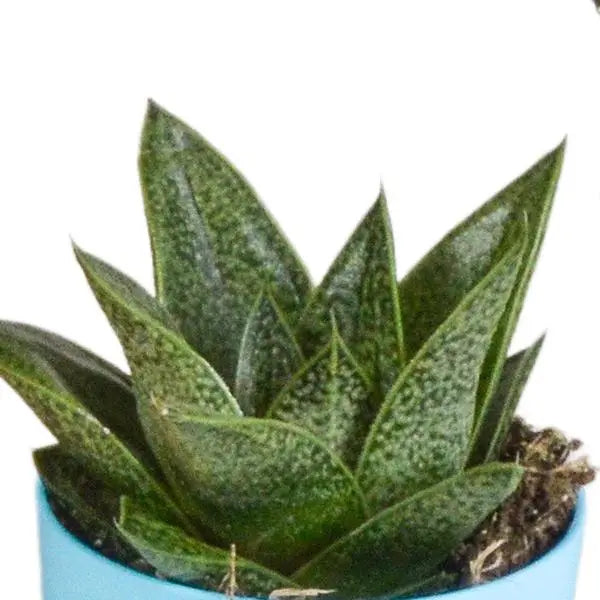 Gasteria/Haworthia mix 5,5cm - 5x - in gekleurde plasticpot  BotanicBridge