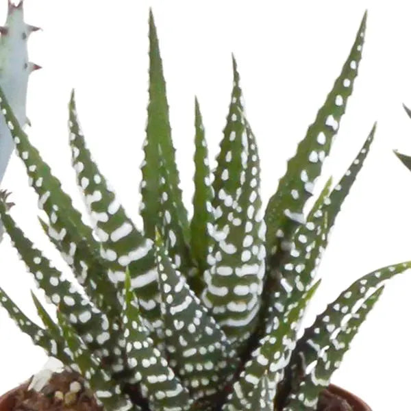 Gasteria/Haworthia mix 5,5cm - in witte pot - 5x  BotanicBridge