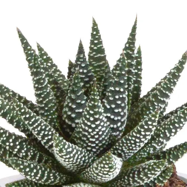 Gasteria/Haworthia mix 8,5cm - 3x - in terracotta pot  BotanicBridge