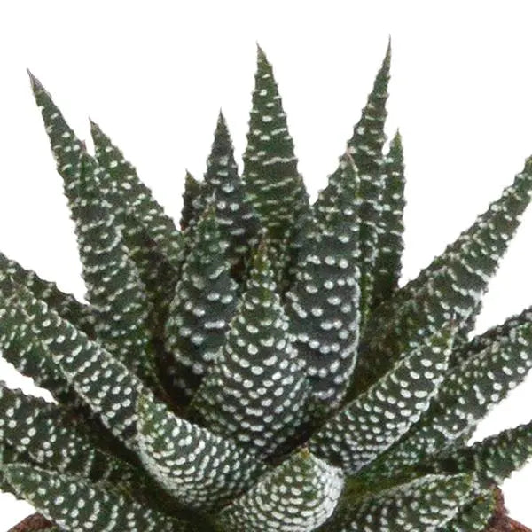 Gasteria/Haworthia mix 8,5cm - 3x - zonder pot  BotanicBridge