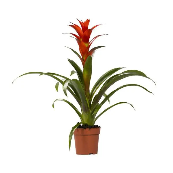 Guzmania Ostara - Ø12cm - ↕45cm  BotanicBridge