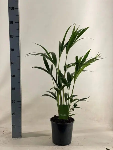 Howea Forsteriana - Ø19cm - ↕90cm  BotanicBridge