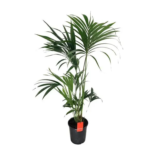 Howea Forsteriana - Ø24cm - ↕130cm  BotanicBridge