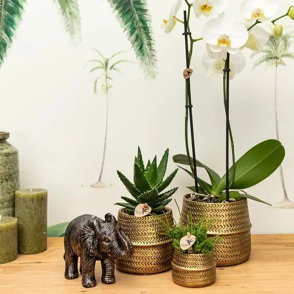 Kolibri Company - Planten set Groove goud | Set met witte Phalaenopsis orchidee Amabilis Ø9cm en groene plant Succulent Aloe Brevifolia Ø6cm  | incl. gouden keramieken sierpotten  BotanicBridge