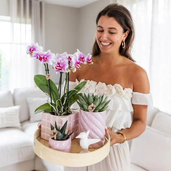 Kolibri Company | Gift set Colourful Optimism | Plantenset met roze Phalaenopsis Orchidee en Succulenten incl. keramieken sierpotten  BotanicBridge