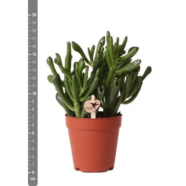 Kolibri Greens | Groene plant - Succulent Crassula Hobbit -  groene kamerplant - vers van de kweker - Ø9cm  BotanicBridge