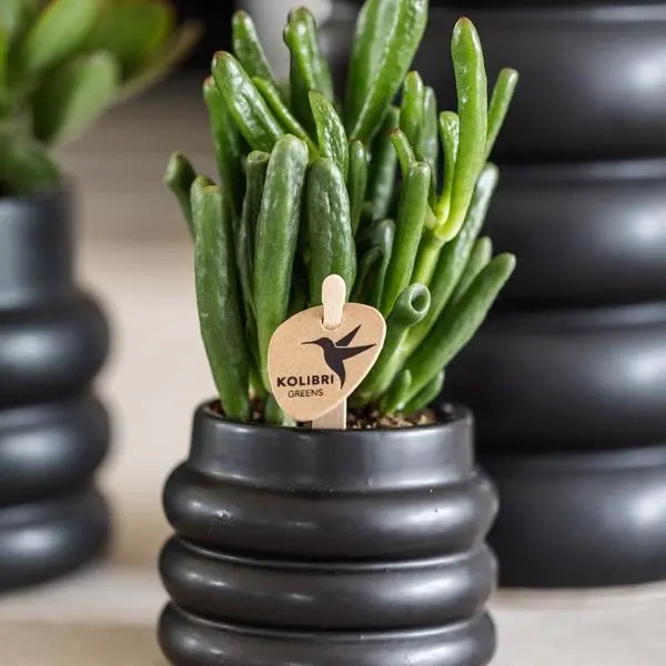 Kolibri Greens | Groene plant - Succulent Crassula Hobbit - potmaat Ø6cm - groene kamerplant - vers van de kweker  BotanicBridge