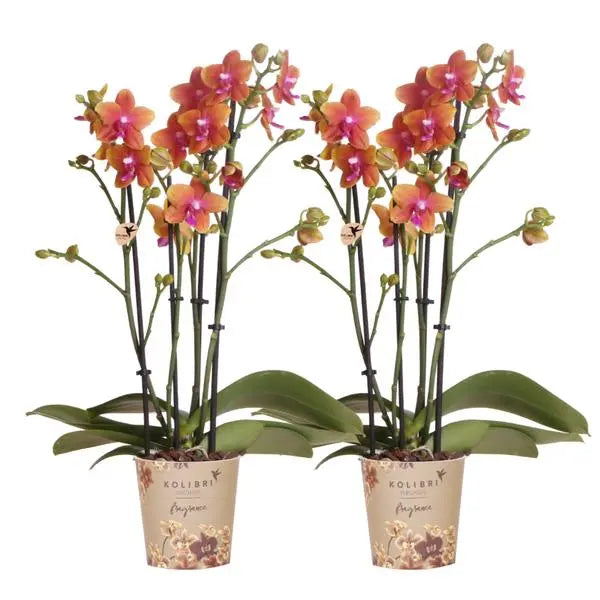 Kolibri Orchids I COMBI DEAL van 2 geurende oranje Phalaenopsis orchideeën - potmaat Ø12cm | bloeiende kamerplant - vers van de kweker  BotanicBridge