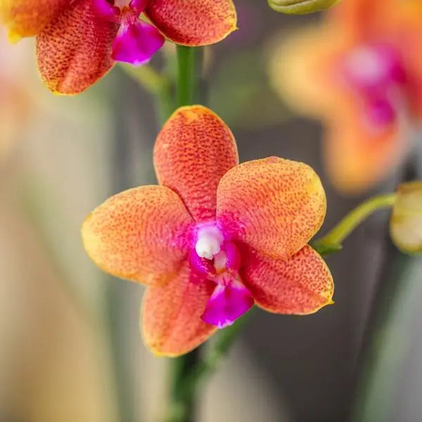 Kolibri Orchids I COMBI DEAL van 2 geurende oranje Phalaenopsis orchideeën - potmaat Ø12cm | bloeiende kamerplant - vers van de kweker  BotanicBridge