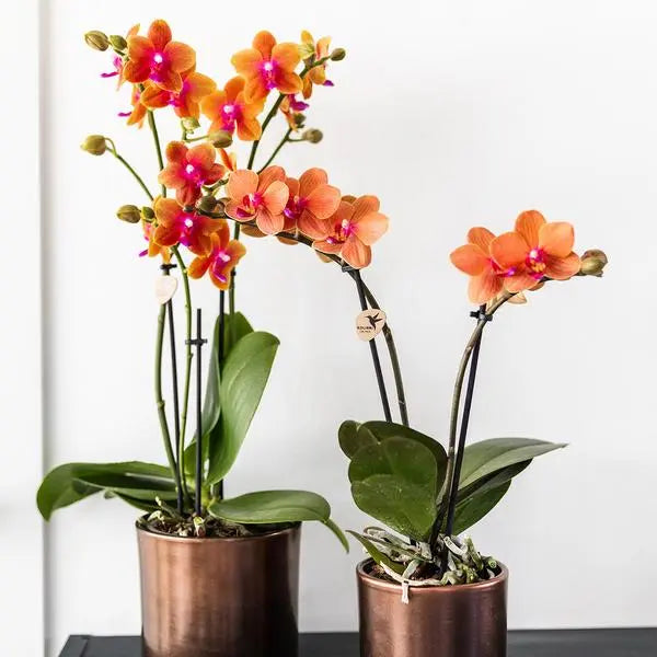 Kolibri Orchids I COMBI DEAL van 2 geurende oranje Phalaenopsis orchideeën - potmaat Ø12cm | bloeiende kamerplant - vers van de kweker  BotanicBridge