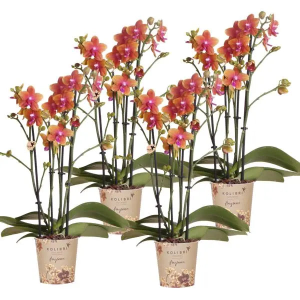 Kolibri Orchids I COMBI DEAL van 4 geurende oranje Phalaenopsis orchideeën - potmaat Ø12cm | bloeiende kamerplant - vers van de kweker  BotanicBridge