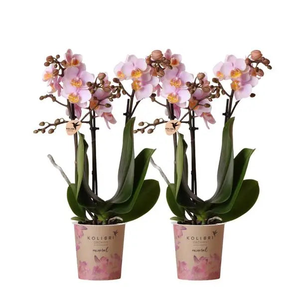 Kolibri Orchids | COMBI DEAL van 2 Roze phalaenopsis orchideeën - Andorra - potmaat Ø9cm | bloeiende kamerplant - vers van de kweker  BotanicBridge