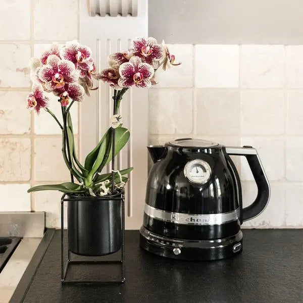 Kolibri Orchids | COMBI DEAL van 2 geel rode phalaenopsis orchideeën - Spain - potmaat Ø9cm | bloeiende kamerplant - vers van de kweker  BotanicBridge