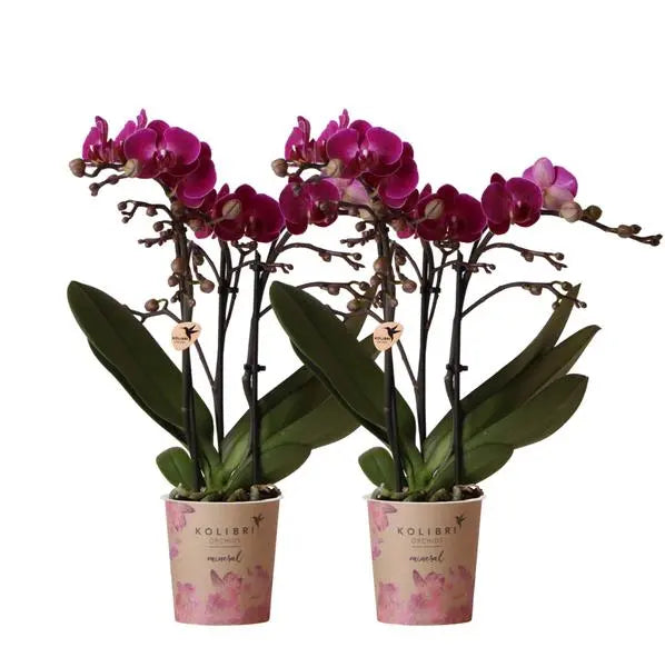 Kolibri Orchids | COMBI DEAL van 2 paarse phalaenopsis orchideeën - Morelia - potmaat Ø9cm | bloeiende kamerplant - vers van de kweker  BotanicBridge