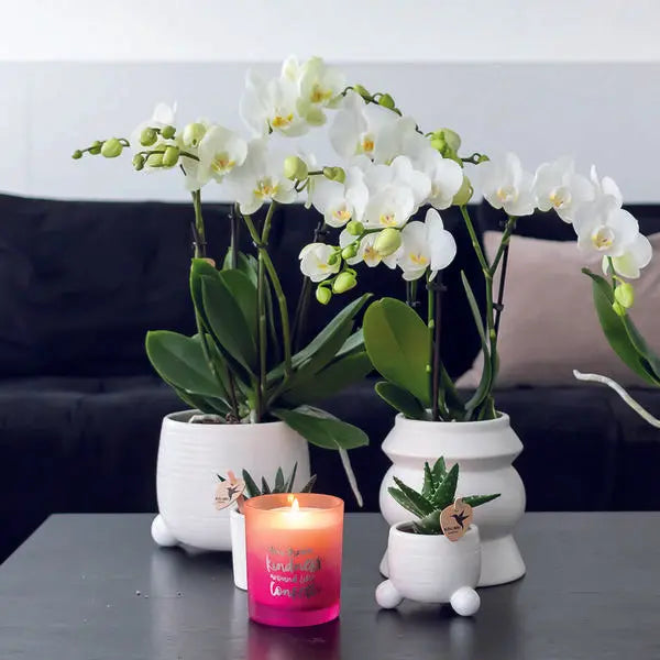 Kolibri Orchids | COMBI DEAL van 2 witte Phalaenopsis orchideeën - Amabilis - potmaat Ø9cm | bloeiende kamerplant - vers van de kweker  BotanicBridge