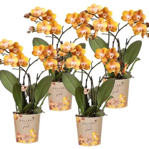 Kolibri Orchids | COMBI DEAL van 4 Phalaenopsis orchideeën - Las Vegas - potmaat Ø12cm | bloeiende kamerplant - vers van de kweker  BotanicBridge