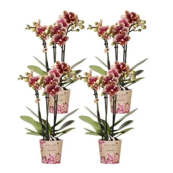 Kolibri Orchids | COMBI DEAL van 4 geel rode phalaenopsis orchideeën - Spain - potmaat Ø9cm | bloeiende kamerplant - vers van de kweker  BotanicBridge