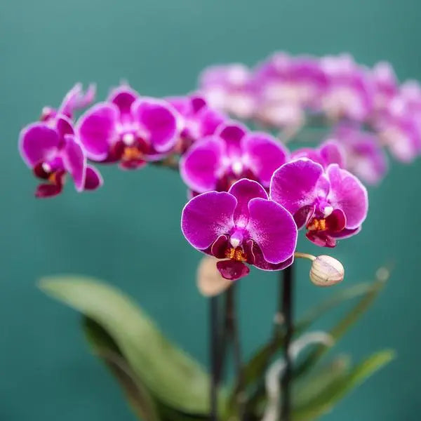 Kolibri Orchids | COMBI DEAL van 4 paarse phalaenopsis orchideeën - Morelia - potmaat Ø9cm | bloeiende kamerplant - vers van de kweker  BotanicBridge