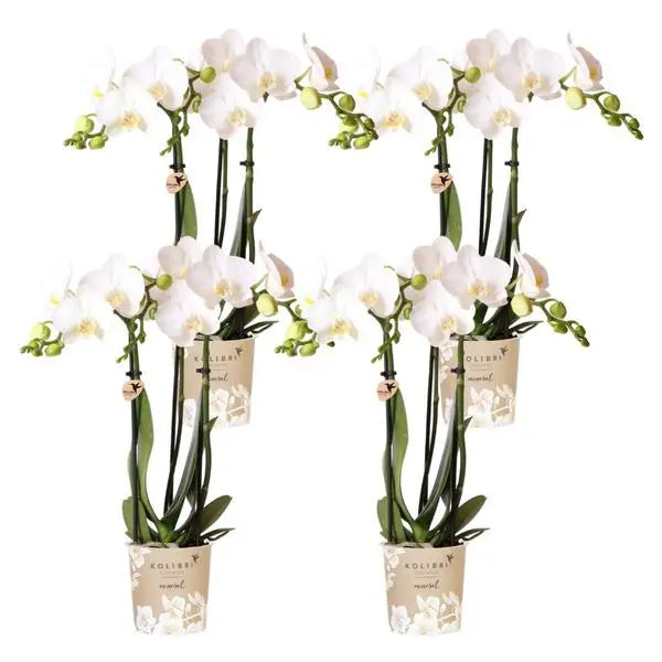 Kolibri Orchids | COMBI DEAL van 4 witte Phalaenopsis orchideeën - Amabilis - potmaat Ø9cm | bloeiende kamerplant - vers van de kweker  BotanicBridge