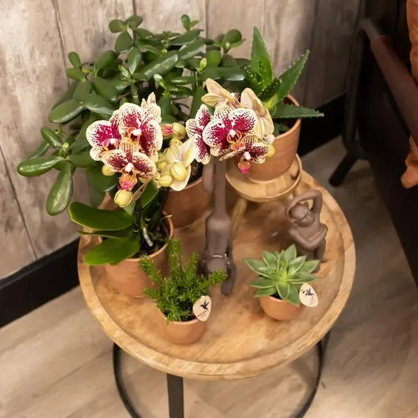 Kolibri Orchids | Geel rode Phalaenopsis orchidee - Spain + Glazed sierpot cognac - potmaat Ø9cm - 40 cm hoog | bloeiende kamerplant - vers van de kweker  BotanicBridge