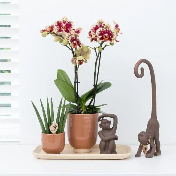 Kolibri Orchids | Oranje geurende phalaenopsis orchidee in cognac kleurige Glazed sierpot - potmaat Ø12cm  BotanicBridge