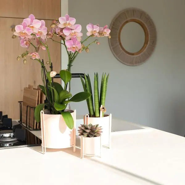 Kolibri Orchids | Oudroze Phalaenopsis orchidee - Jewel Treviso - potmaat Ø12cm | bloeiende kamerplant - vers van de kweker  BotanicBridge