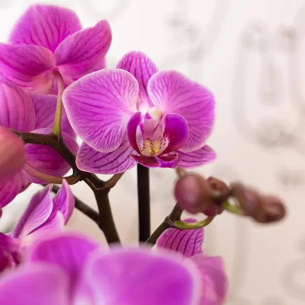 Kolibri Orchids | Paars/ roze Phalaenopsis orchidee - Mineral Vienna - potmaat Ø9cm | bloeiende kamerplant - vers van de kweker  BotanicBridge