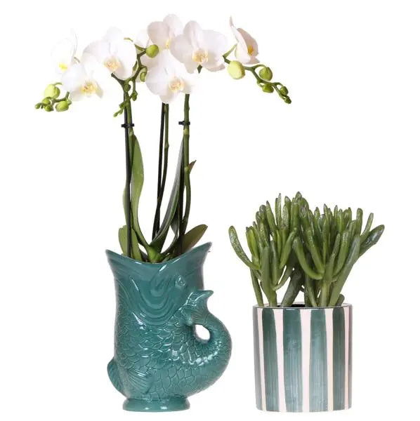 Kolibri Orchids | Set van witte orchidee Amabilis in Fish pot groen en succulent in Painted Stripe pot groen - potmaat Ø9cm | bloeiende kamerplant - vers van de kweker  BotanicBridge