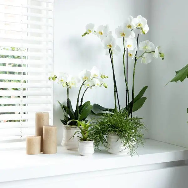 Kolibri Orchids | Witte Phalaenopsis orchidee potmaat - Jewel Ghent - potmaat Ø12cm | bloeiende kamerplant - vers van de kweker  BotanicBridge