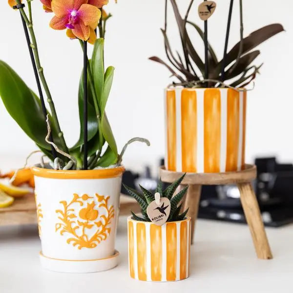 Kolibri Orchids | oranje Phalaenopsis orchidee - Jamaica + Painted Stripe pot oranje - potmaat Ø9cm | bloeiende kamerplant - vers van de kweker  BotanicBridge