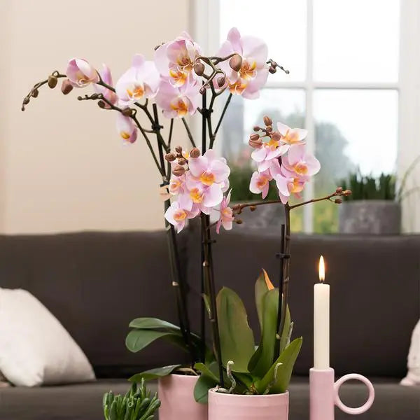 Kolibri Orchids | roze Phalaenopsis orchidee -Mineral Kikion - potmaat Ø12cm | bloeiende kamerplant - vers van de kweker  BotanicBridge