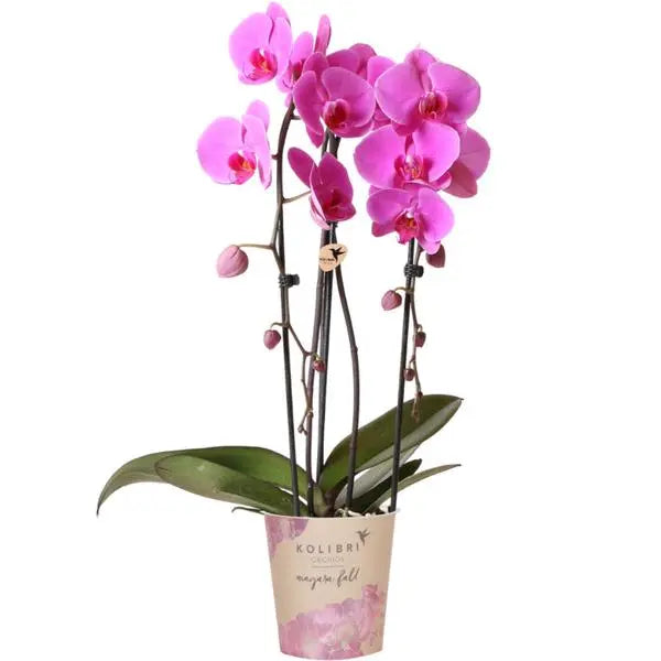 Kolibri Orchids | roze Phalaenopsis orchidee - Niagara Fall  - potmaat Ø12cm | bloeiende kamerplant - vers van de kweker  BotanicBridge