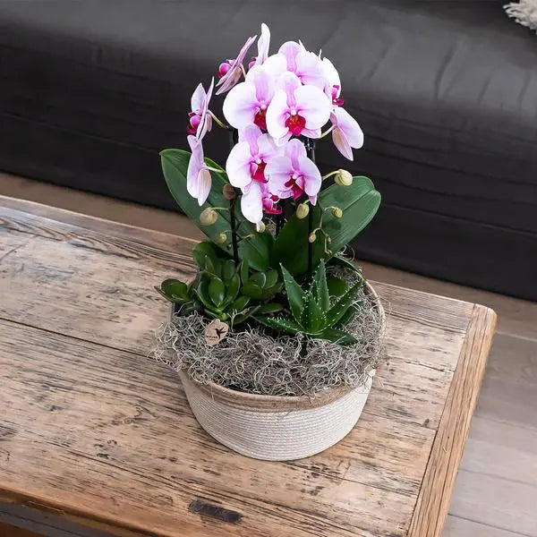 Kolibri Orchids | roze Phalaenopsis orchidee - Niagara Fall  - potmaat Ø12cm | bloeiende kamerplant - vers van de kweker  BotanicBridge