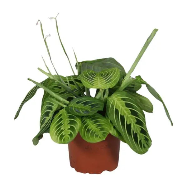 Maranta Leuconeura Fascinator Lemon Lime - Ø12cm - ↕30cm  BotanicBridge