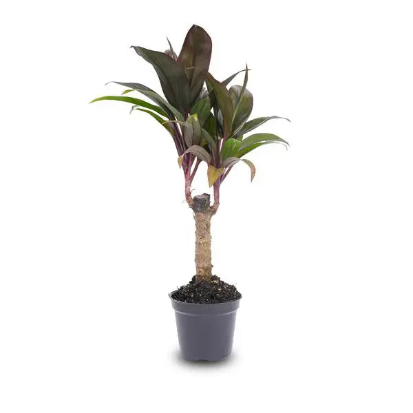 Mini-palm - Cordyline fruticosa 'Purple Compacta' - Terrarium plant - Potmaat 6  BotanicBridge