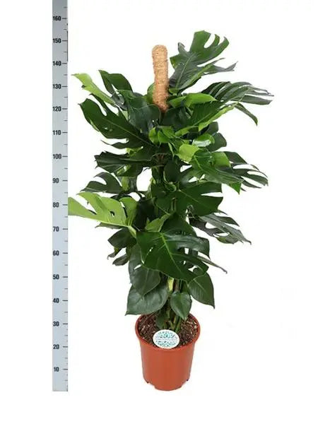 Monstera Deliciosa MOSSTOK - Ø27cm - ↕150cm  BotanicBridge