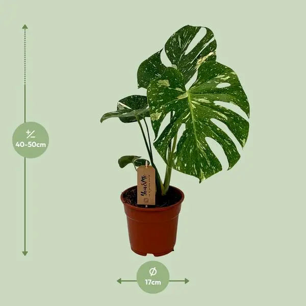 Monstera Deliciosa - Ø17cm - ↕50cm  BotanicBridge